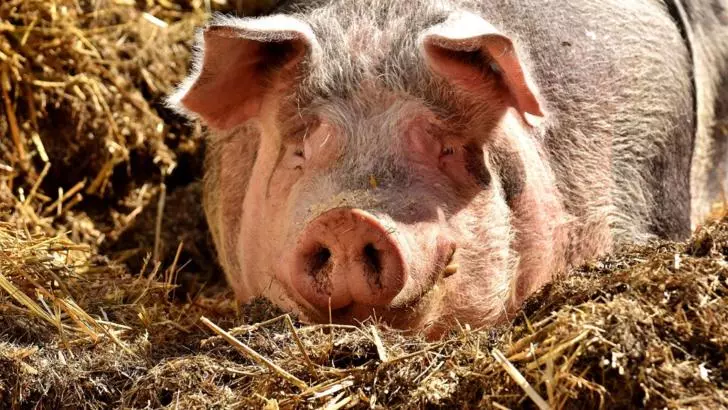 Porc în grajd