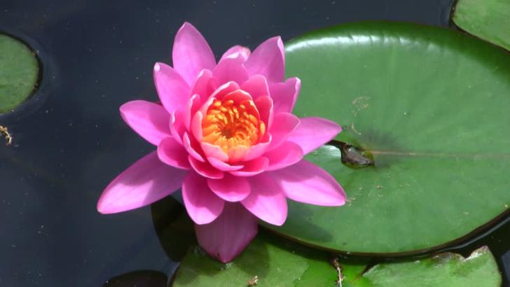 Beneficiile uimitoare ale lotusului roz, floarea frumuseții și tinereții eterne