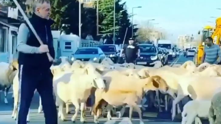 Gigi Becali, în vremea coronaviruslui: Și-a scos oile pe stradă și a blocat circulația