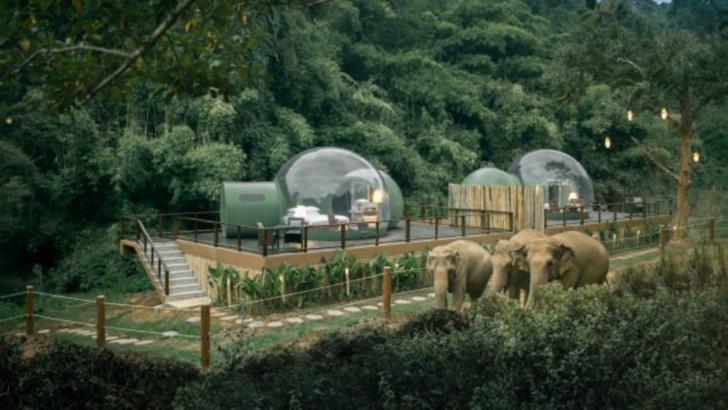 Aceste bule transparente, amplasate în junglă, își invită oaspeții să doarmă printre elefanți