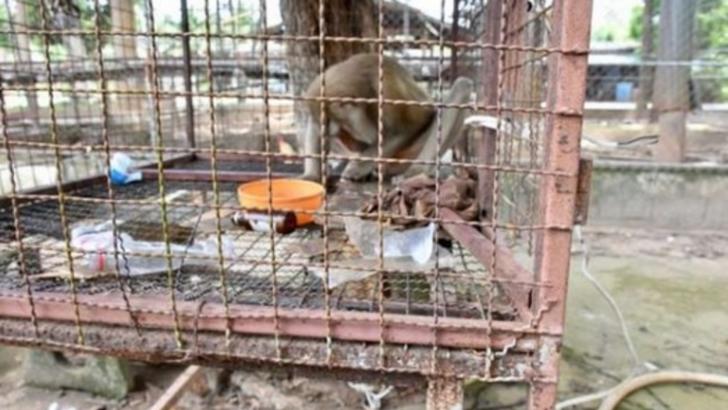 Captivă 7 ani în cușcă și chinuită, maimuța a prins mâna bărbatului. Cutremurător ce a urmat!