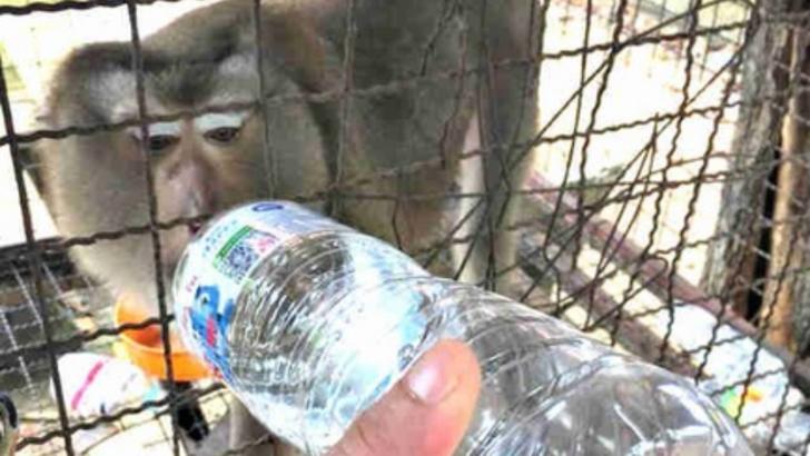 Captivă 7 ani în cușcă și chinuită, maimuța a prins mâna bărbatului. Cutremurător ce a urmat!