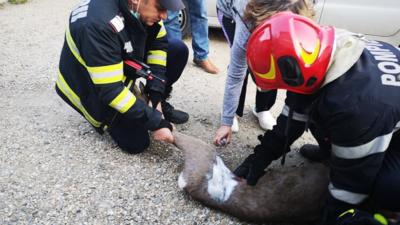 Căprioară salvată de pompierii din Argeș Foto: ISU Argeș