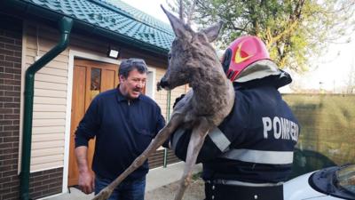 Căprioară salvată de pompierii din Argeș Foto: ISU Argeș