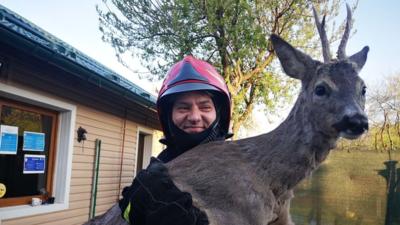 Căprioară salvată de pompierii din Argeș Foto: ISU Argeș