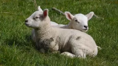 Carnea de miel, tot mai căutată, odată cu apropierea Paștelui