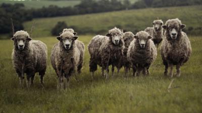 Amendă de 15.000 de lei pentru un bătrân din Prahova care a ieșit să-și adune oile