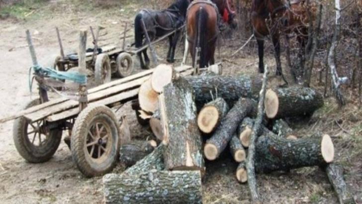 taieri ilegale de lemne