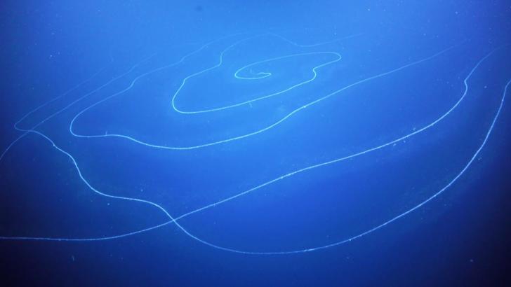 Cea mai lungă viețuitoare marină din lume Foto: Schmidt Ocean Institute