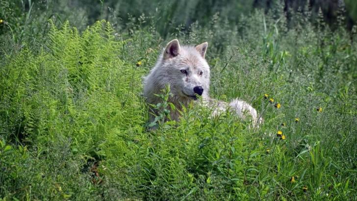 Un lup a fost văzut în nordul Franței, pentru prima oară după un secol