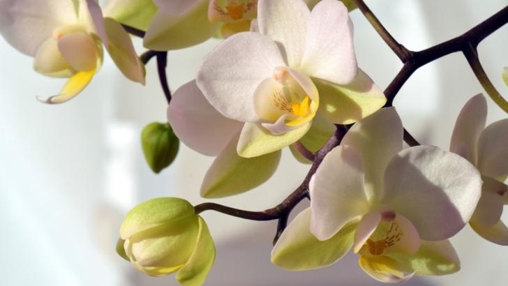 Aşa înmulţeşti cu succes orhideea. Trucul care o face să înflorească tot timpul