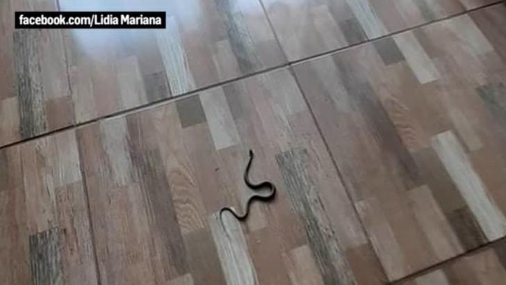 Panică într-un centru de carantină, din Tulcea: o femeie a găsit un șarpe în cameră