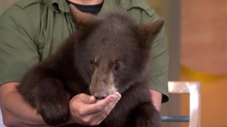 A salvat un pui de urs rămas orfan. Apoi, după 6 ani, animalul i-a făcut ceva teribil!