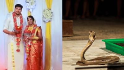 Gest șocant, în India: și-a ucis soția, după ce a aruncat cu un șarpe cobra în ea 