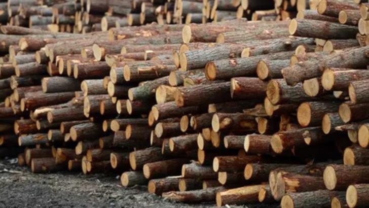 TVA de 5% pentru lemnele de foc, aprobată
