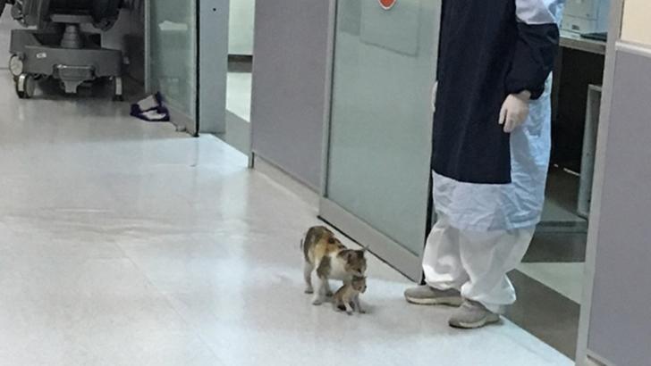 Imaginile adorabile care fac înconjurul lumii: o pisicuță și-a dus puiul la spital. Cum au reacționat medicii 