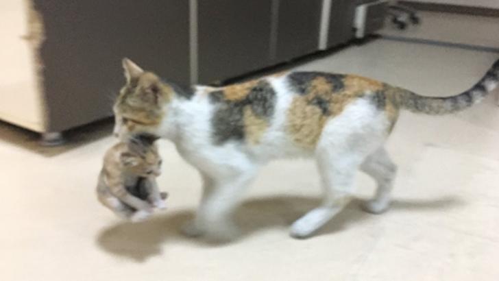 Imaginile adorabile care fac înconjurul lumii: o pisicuță și-a dus puiul la spital. Cum au reacționat medicii 