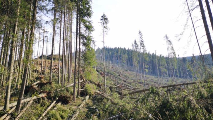 Fenomenele meteo extreme au pus la pământ peste 2,2 milioane metri cubi de lemn! Mesajul Ministrului Mediului