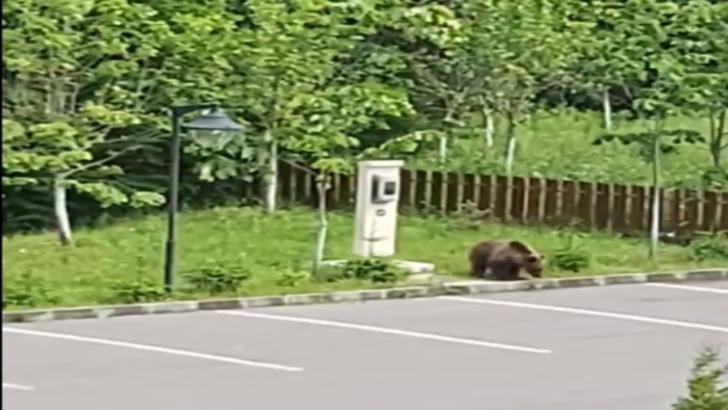 Urs filmat în parcarea unui hotel din Voineşti-Covasna