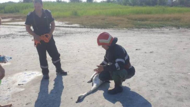 Pompierii brăileni au salvat de la moarte o lebădă împotmolită la Lacu Sărat