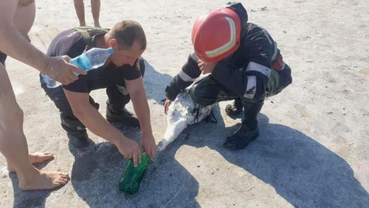 Pompierii brăileni au salvat de la moarte o lebădă împotmolită la Lacu Sărat