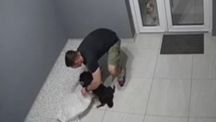 Incident halucinant în Timișoara. Un câine răpit și băgat într-un sac, în scara blocului. Hoțul recunoaște că l-a luat, dar nu vrea să-l dea înapoi