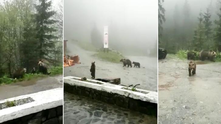 Urșii au invadat cabanele și chioșcurile de pe Transfăgărășan Foto: TurnulSfatului.ro