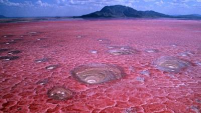 Lacul morții. Apa care transformă orice vietate în statuie