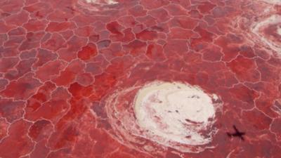 Lacul morții. Apa care transformă orice vietate în statuie