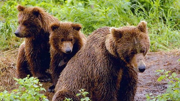 Decizie fără precedent: Autoritățile harghitene cer undă verde pentru a împușca urși