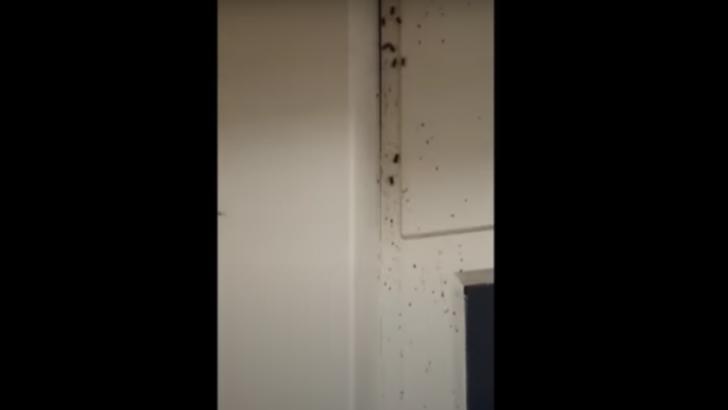 VIDEO Români umiliți în Germania, ținuți într-un centru de carantină COVID cu gândaci și mizerie