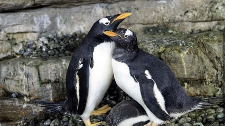 pinguini de acelasi sex