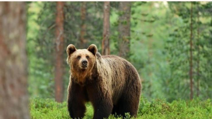 Un urs rănit și agresiv a atacat mai mulți turiști în zona Bușteni-Cascada Urlătoarea