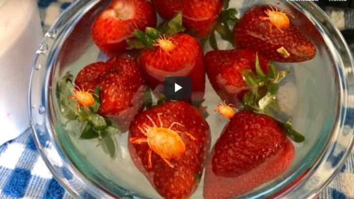 Ce se întâmplă dacă pui căpșunele într-un bol cu apă și sare - Puțină lume știe acest truc 
