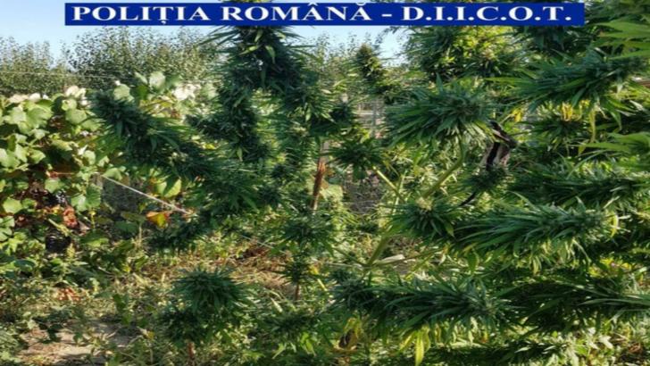 Traficanţi de droguri ingenioşi: Cannabis cultivat într-o cultură de viţă de vie, într-o comună din Olt