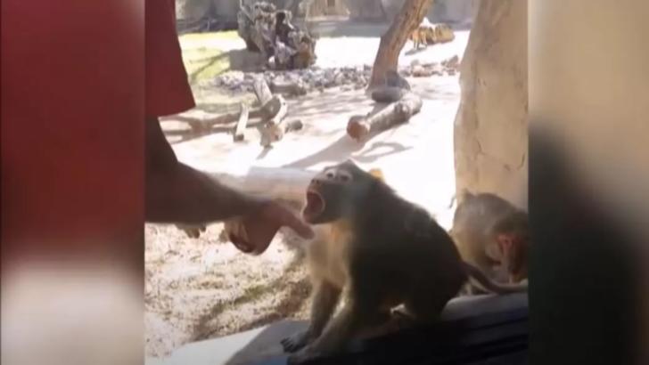 VIDEO - Reacția extrem de simpatică a unei maimuțe atunci când vede un truc magic