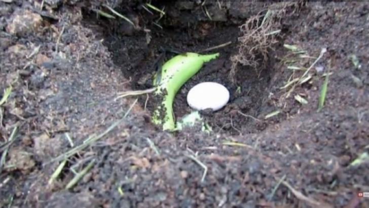 A săpat în grădină, a pus o banana în coaja și ou crud. Rezultat incredibil. S-a văzut în trei zile
