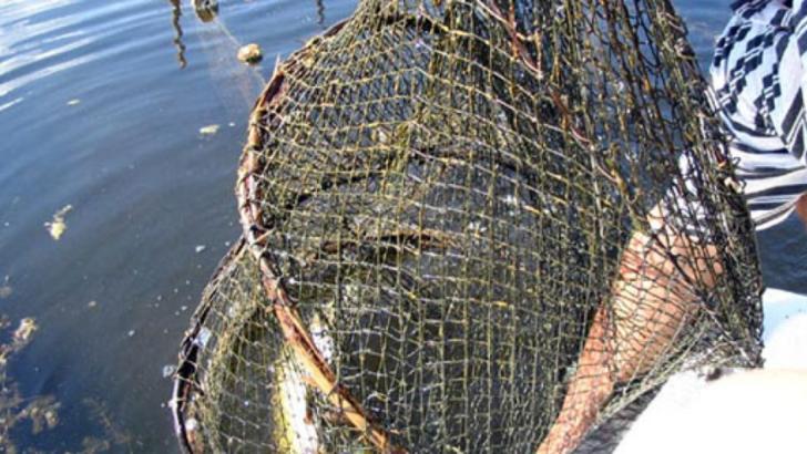 VIDEO - Pescarii au scos plasa plină de pește din apă, însă ce au găsit prins în ea a fost terifiant
