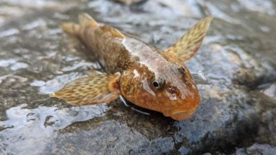 Alex Găvan: Aspretele, peştele fosilă vie vechi de 65 de milioane de ani, aflat în pragul dispariţiei, reconfirmat pe valea Vâlsanului / Foto: Fundaţia Alex Găvan / Andrei Togor, Marcus Drimbea