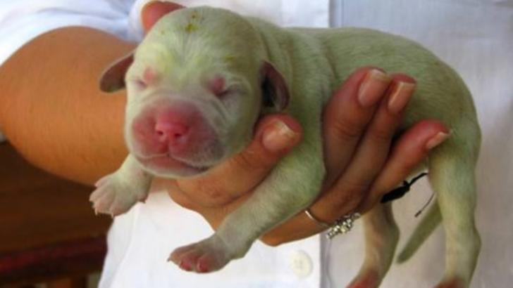 Adorabil! Un cățeluș cu blană VERDE s-a născut în Sardinia. Cum arată frații lui 