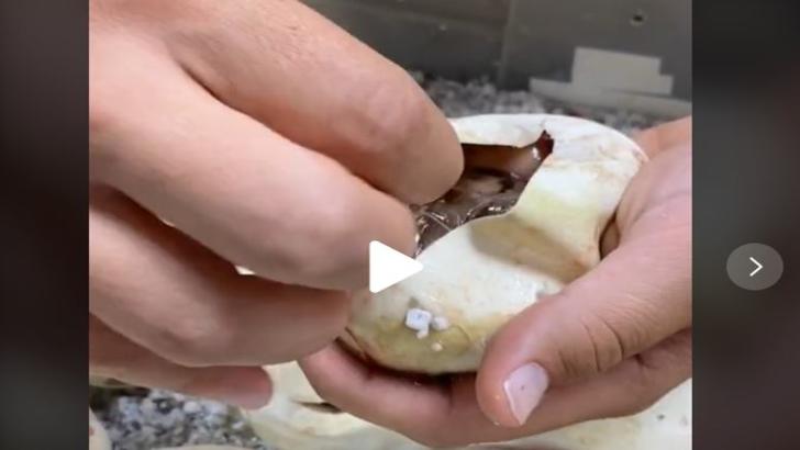 VIDEO – Părea un simplu ou, însă când i-a spart coajă a ieșit din el ceva extrem de periculos