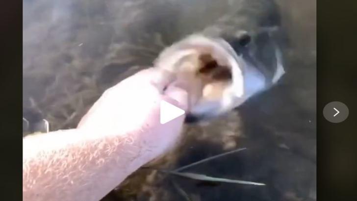  VIDEO – Așa ceva n-ai mai văzut – Ce monstru iese direct din apă și îl prinde de mâna pe un pescar
