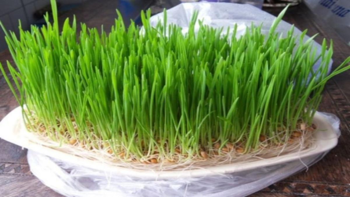 De ce trebuie pus grâu la încolțit de Sfântul Andrei. Ce spune tradiția, de fapt?