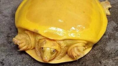 Descoperire bizară în India! O broască țestoasă rară care arată ca brânza topită americană
