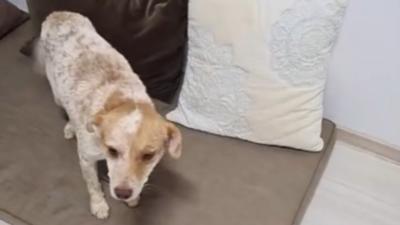 Cățelusul incendiat de niște copii a fost salvat! Poliția a deschis dosar penal pentru rănirea și schingiuirea animalelor Foto: Facebook.com/KolaKariola