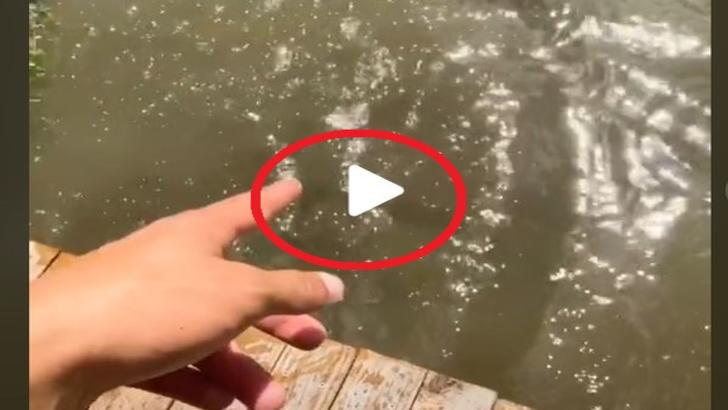VIDEO – A observat un pește pe fundul apei și a vrut să le arate și prietenilor. Ce a urmat întrece orice imaginație