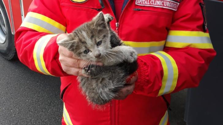Pisicuț salvat de sub un tramvai în mers de pompieri în Craiova