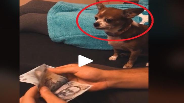 VIDEO – Reacția genială a unui cățel atunci când vede banii stăpânului