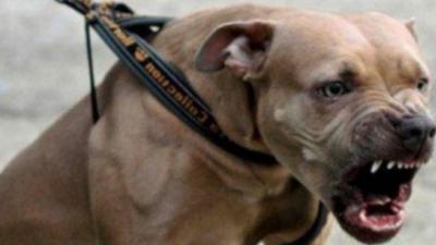 Procurorii susțin că animalul a fost omorât în bătaie când nu mai reprezenta un pericol