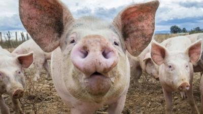 Un porc a evadat din remorca unui autoturism și a plecat la plimbare prin Sebeș